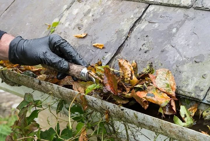 Hand wearing glove removing wet leaves and debris from clogged roof gutter.